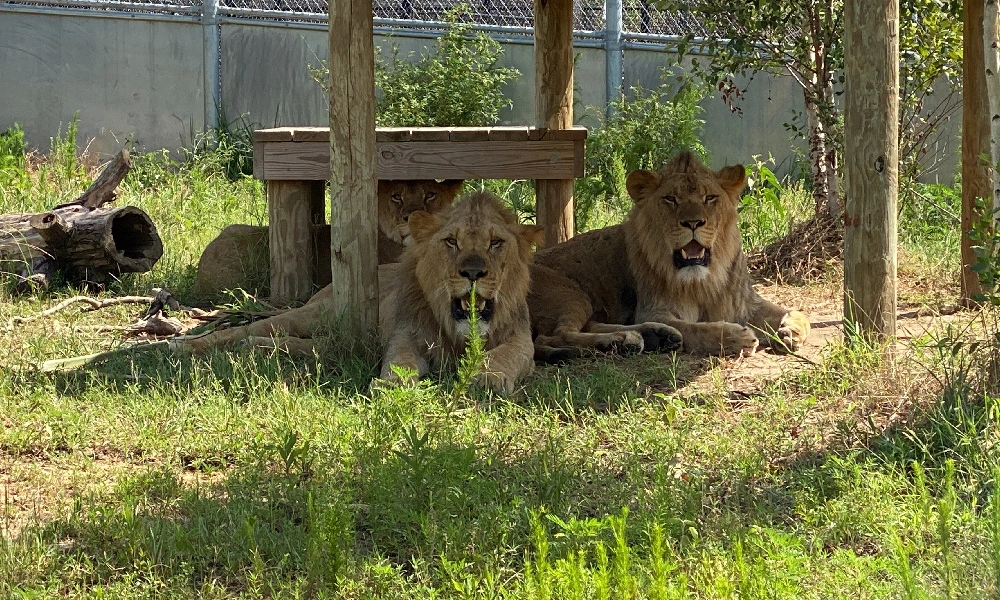 Alabama Gulf Coast Zoo