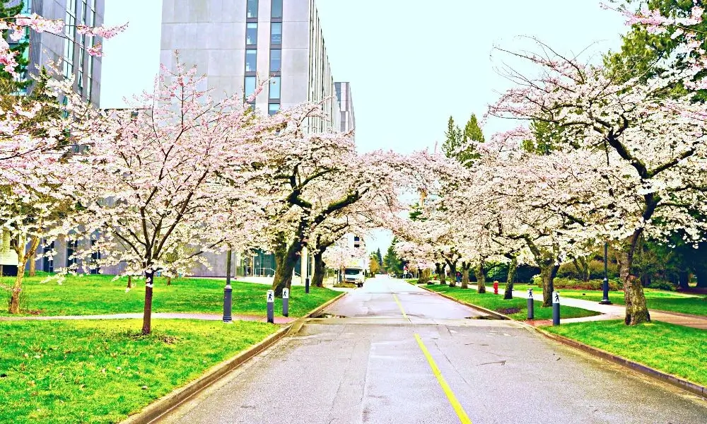 Cherry Blossom Festival