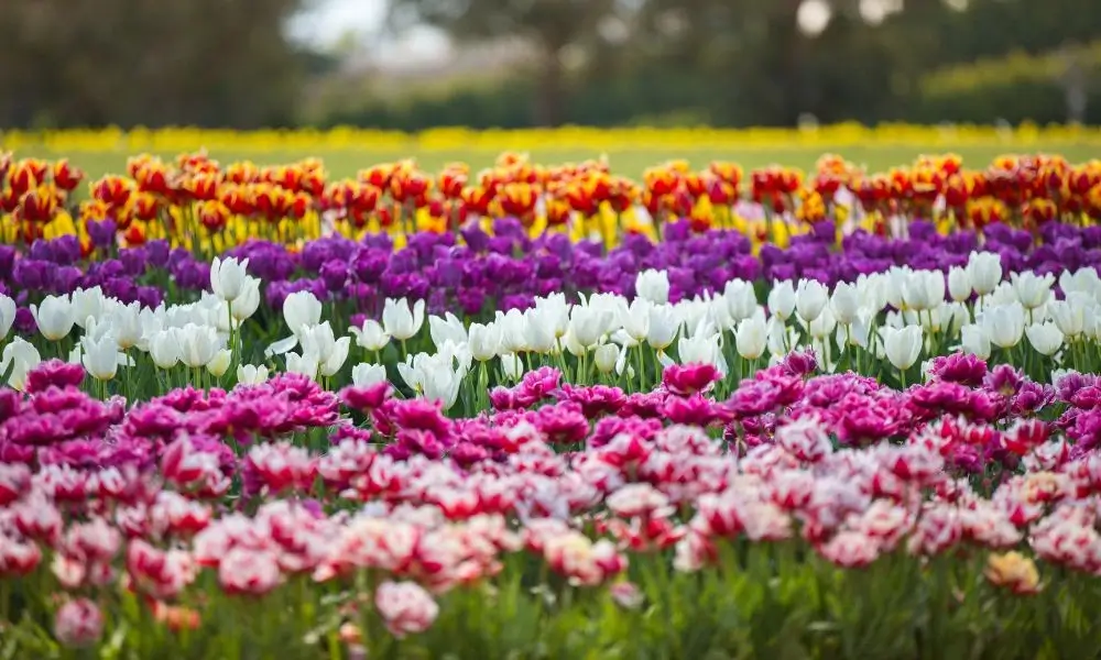 Tulip Festival Time