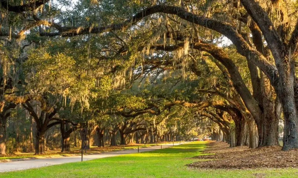 Boone Hall Plantation Charleston