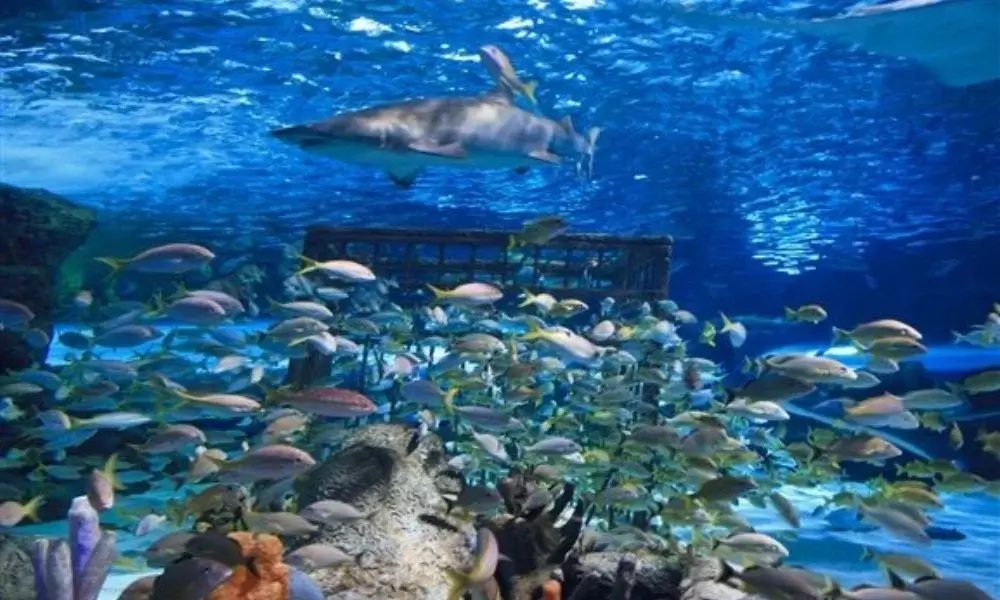 Marine Life at the South Carolina Aquarium Charleston