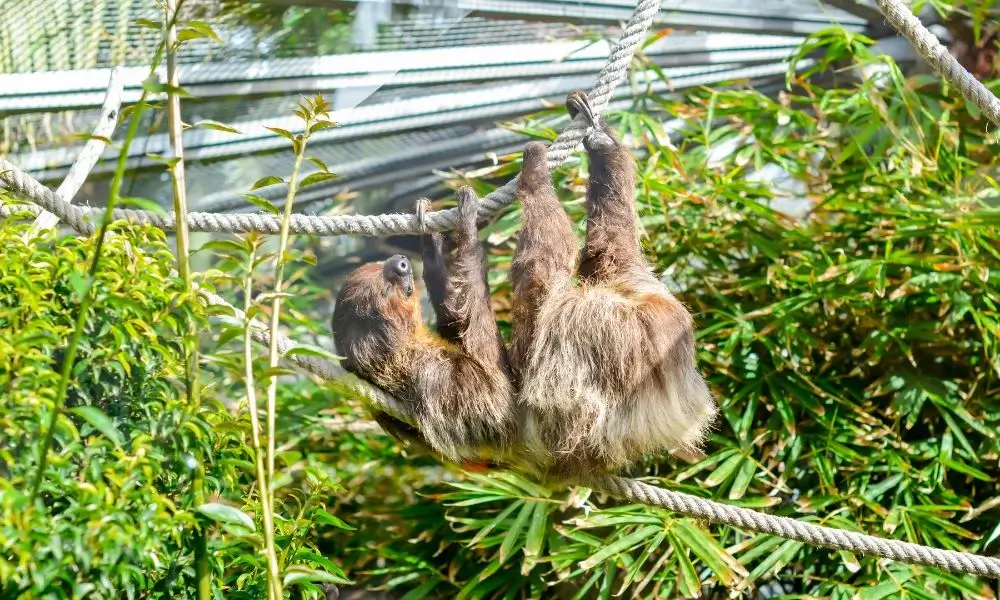 Sloth in Loro Park - Theme Parks in Tenerife
