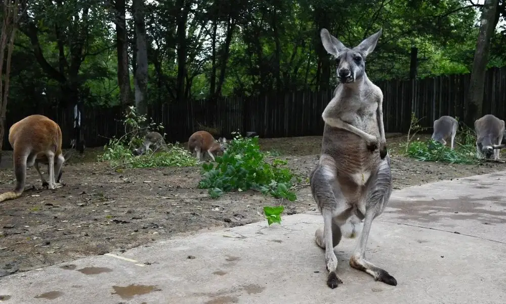 The Nashville Zoo