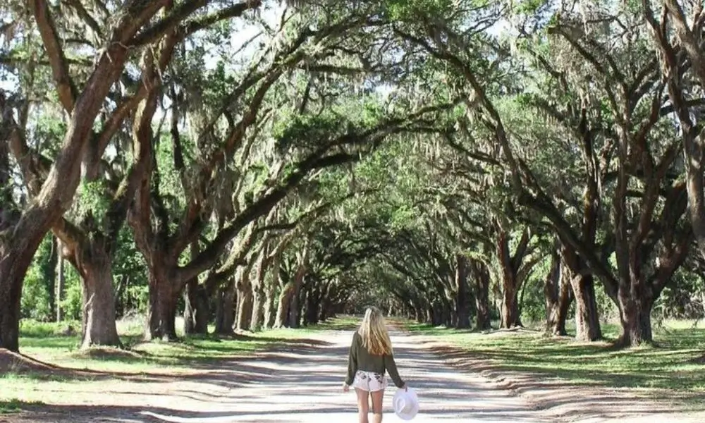 Wormsloe State Historic Site in Savannah