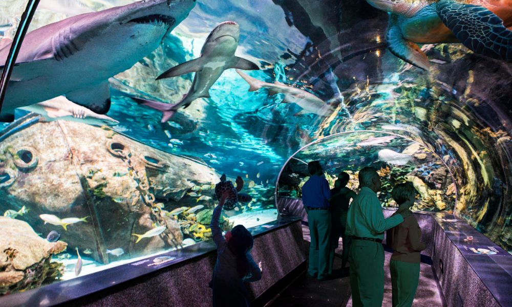 Gatlinburg-Ripley's-Aquarium Ripley's Aquarium