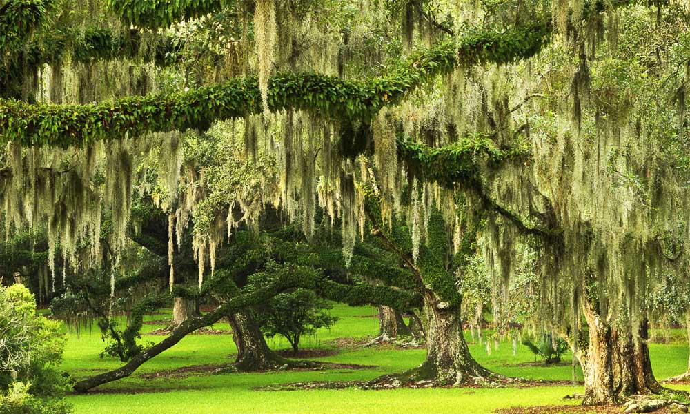 Avery Island