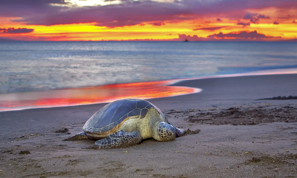 Turtle Trail