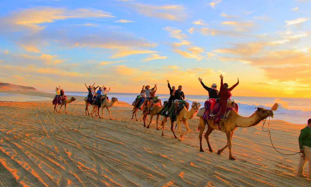 Camel Safaris on the Pacific Coast