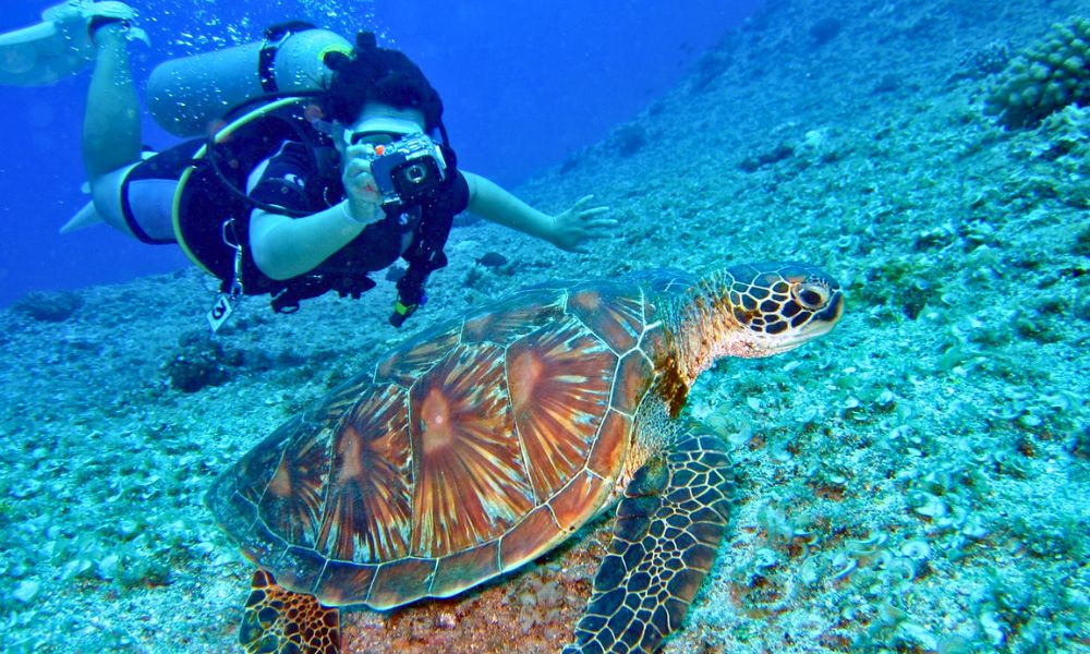 Scuba Diving in Cabo Pulmo