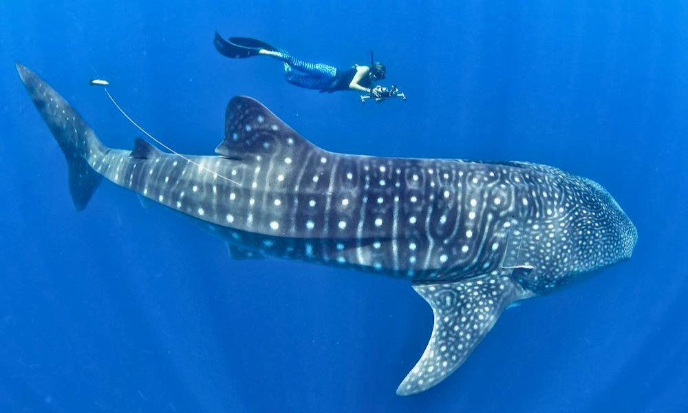 Snorkeling with Whale Sharks